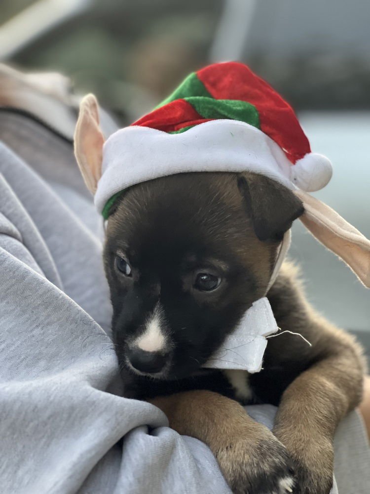 RYLEE - German Shepherd Dog / Pit Bull Terrier available for adoption