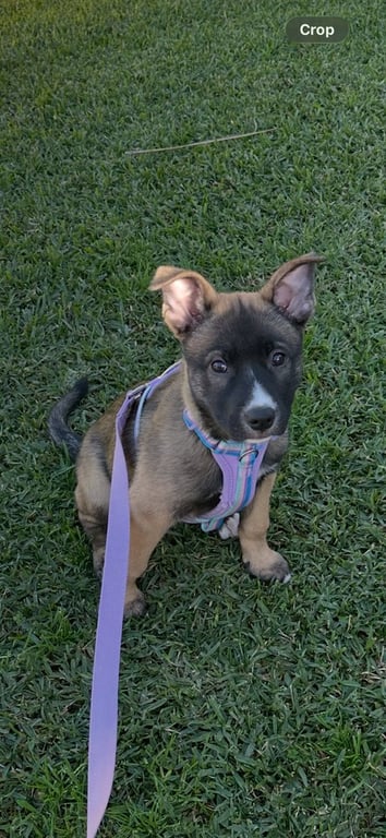 Rylee Image