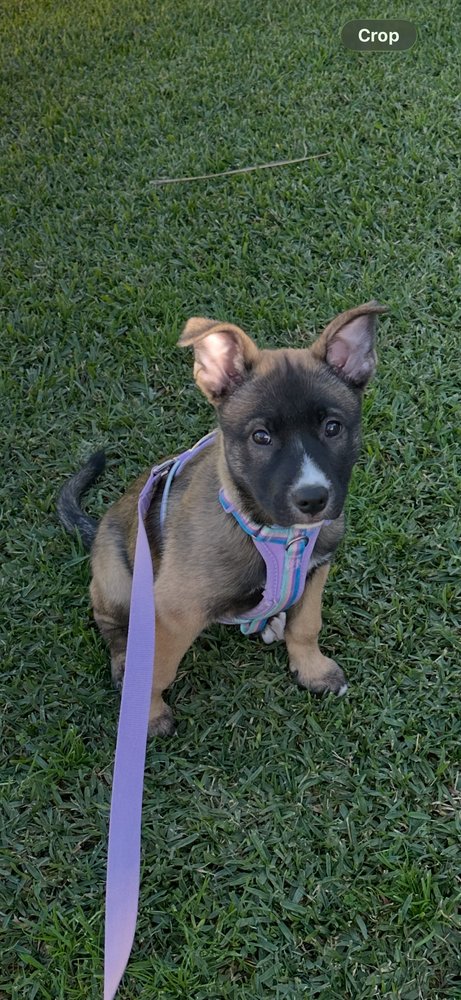 RYLEE - German Shepherd Dog / Pit Bull Terrier available for adoption