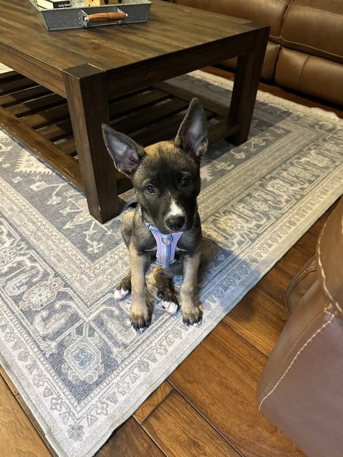 RYLEE - German Shepherd Dog / Pit Bull Terrier available for adoption