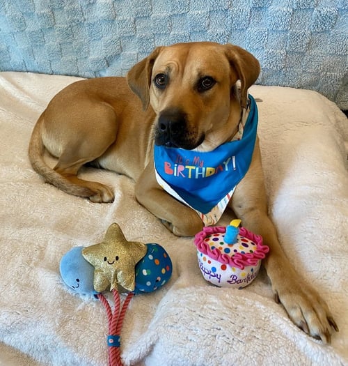 AUTUMN - Black Mouth Cur / Labrador Retriever available for adoption