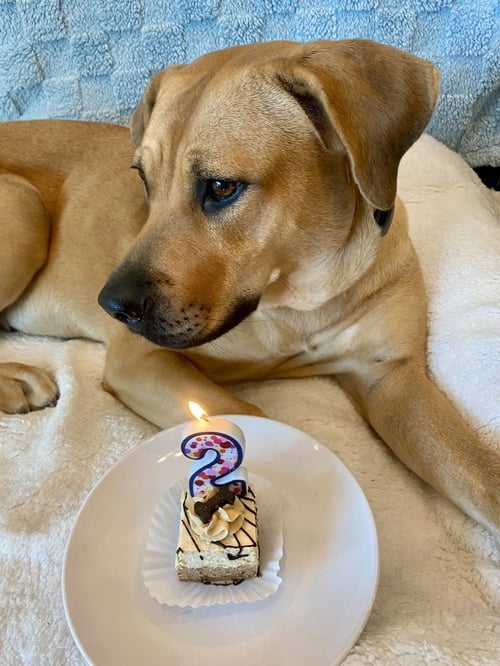 AUTUMN - Black Mouth Cur / Labrador Retriever available for adoption