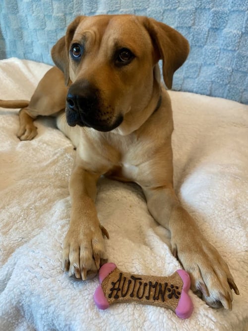 AUTUMN - Black Mouth Cur / Labrador Retriever available for adoption