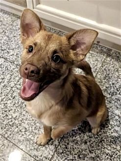 TITO - Pomeranian / Chihuahua available for adoption