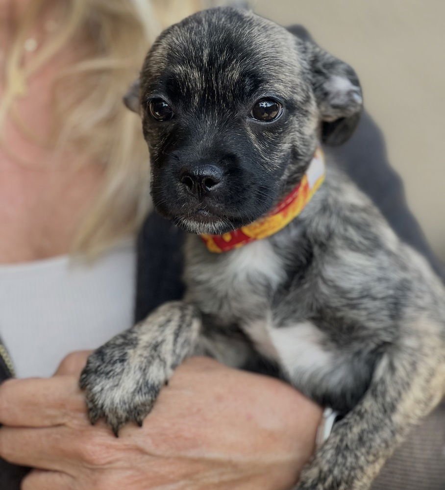 INDIE - Chihuahua / Terrier available for adoption