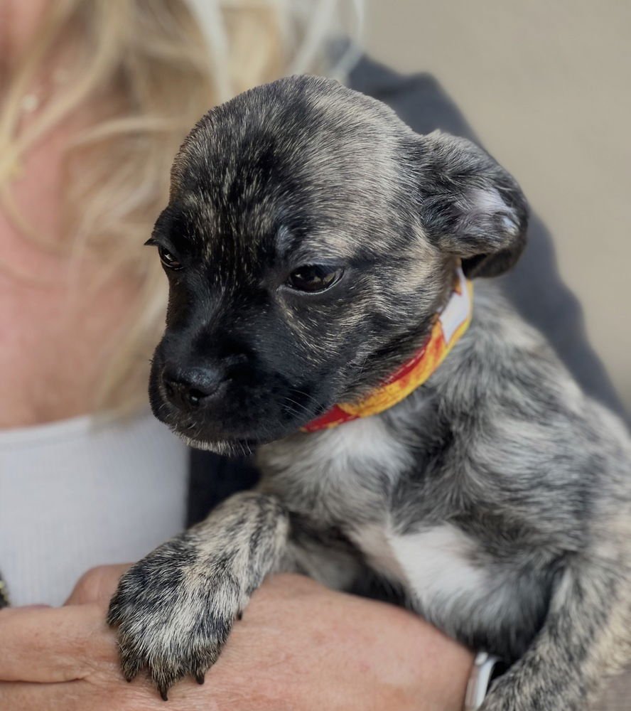 INDIE - Chihuahua / Terrier available for adoption