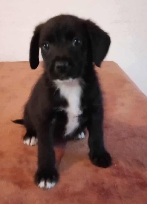 ROSIE - Labrador Retriever / Terrier available for adoption
