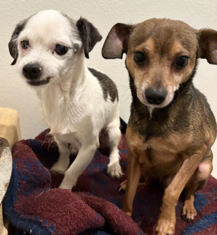 MABLE & OLIVER - Chihuahua available for adoption