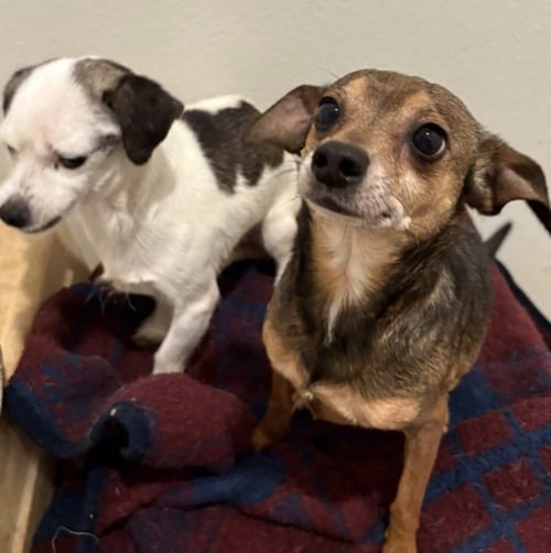 MABLE & OLIVER - Chihuahua available for adoption