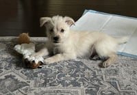 Daisy - Photo 2