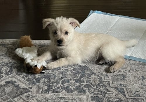 DAISY - Havanese / Lhasa Apso available for adoption
