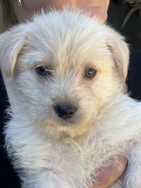 Daisy - Photo 4