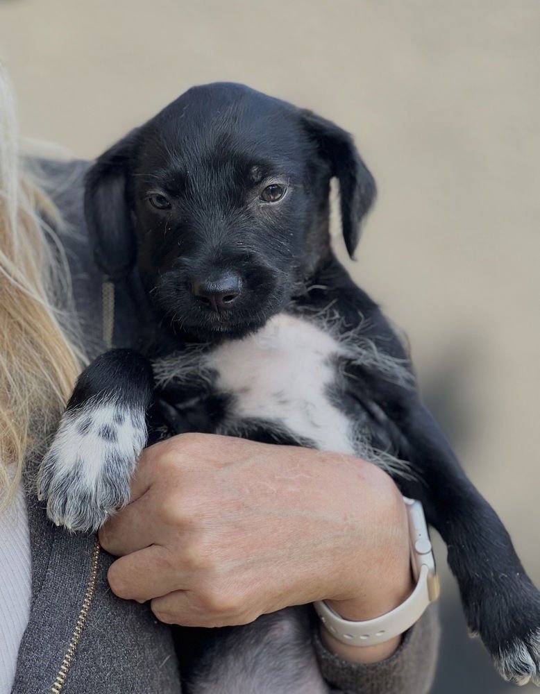 ONYX - Labrador Retriever available for adoption
