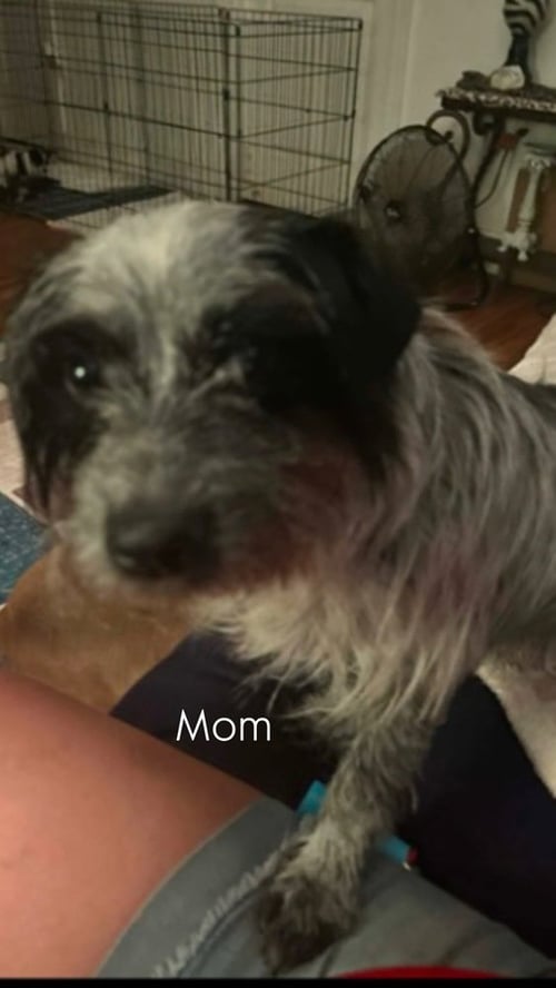 TUCK - Terrier available for adoption