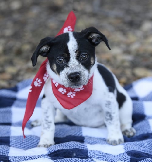 TUCK - Terrier available for adoption