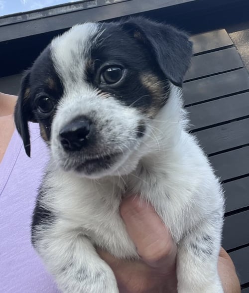 TUCK - Terrier available for adoption
