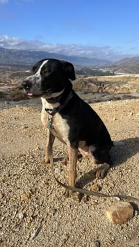 Lola - Photo 1