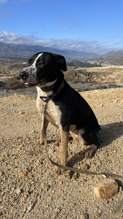 LOLA - Australian Shepherd / Maremma Sheepdog available for adoption