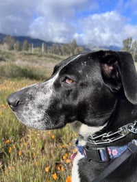 Lola - Photo 15