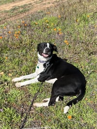 Lola - Photo 7