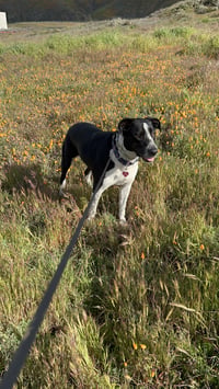Lola - Photo 17