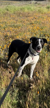 Lola - Photo 10