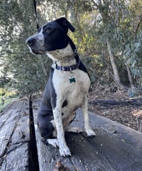 Lola - Photo 4