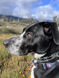 Lola - Photo 5