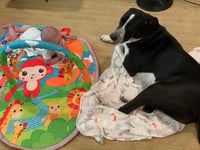 Lola - Photo 13