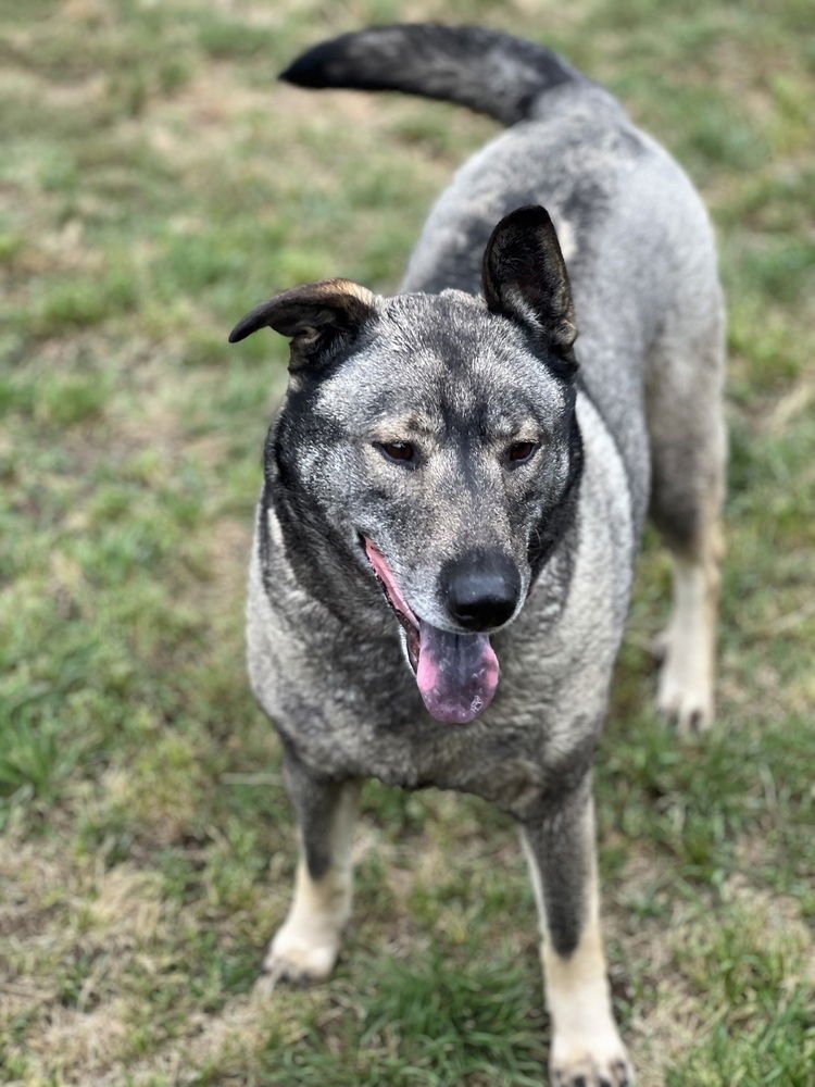 FREIDA - Norwegian Elkhound available for adoption