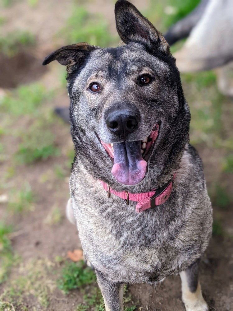 FREIDA - Norwegian Elkhound available for adoption