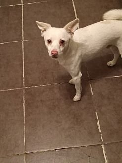 OWEN - Spitz / Chihuahua available for adoption