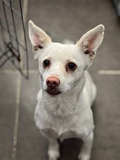 OWEN - Spitz / Chihuahua available for adoption