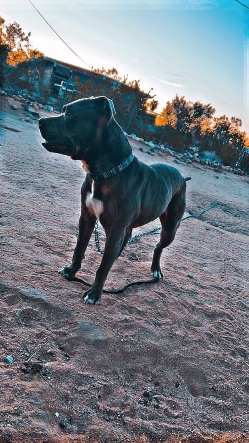 LUCKY - American Pit Bull Terrier / American Staffordshire Terrier available for adoption
