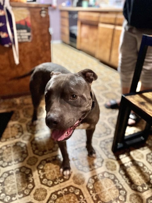 LUCKY - American Pit Bull Terrier / American Staffordshire Terrier available for adoption
