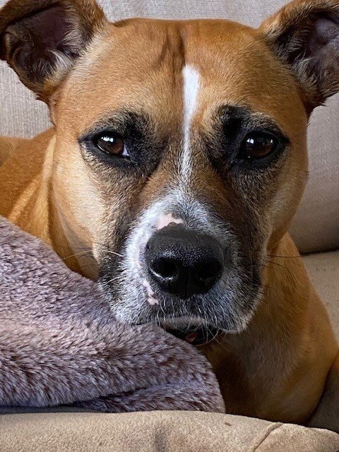SHEA - Boxer / Labrador Retriever available for adoption