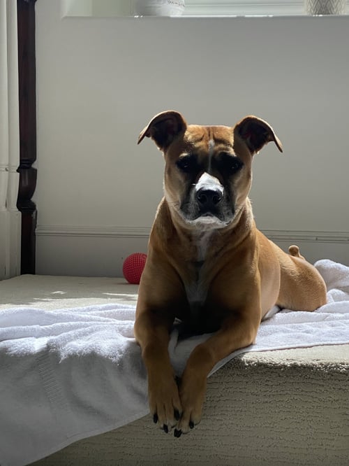 SHEA - Boxer / Labrador Retriever available for adoption