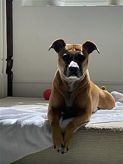 SHEA - Boxer / Labrador Retriever available for adoption