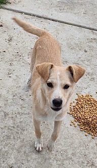DUG - Canaan Dog / Terrier available for adoption