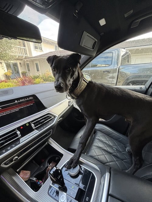 BODIE - Border Collie / Labrador Retriever available for adoption