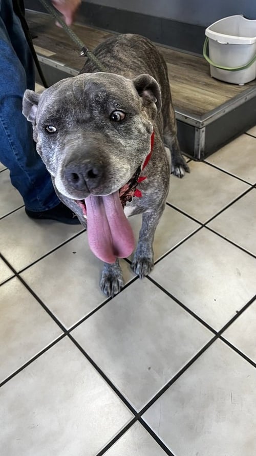PANCHO - Mastiff available for adoption
