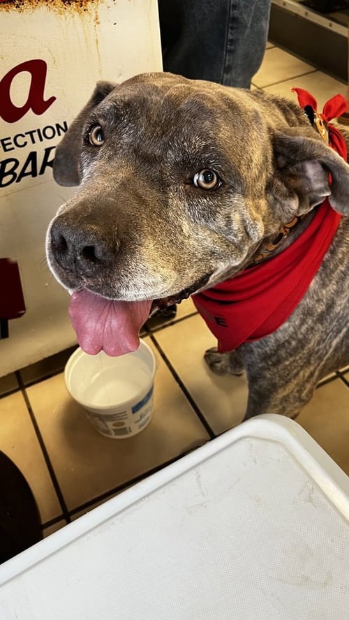 PANCHO - Mastiff available for adoption