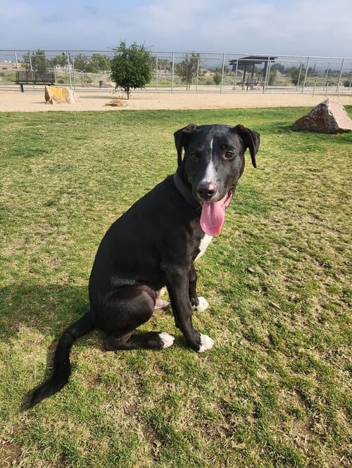 JETTY - Labrador Retriever / Border Collie available for adoption
