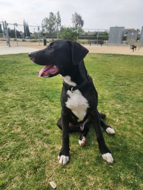 JETTY - Labrador Retriever / Border Collie available for adoption