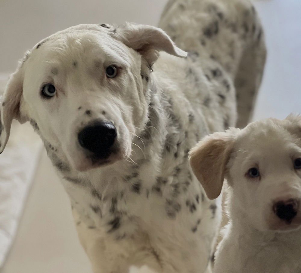 JUNIPER - Catahoula Leopard Dog / Catahoula Leopard Dog available for adoption