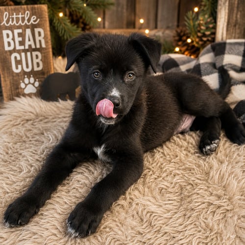 SHADOW - Labrador Retriever available for adoption