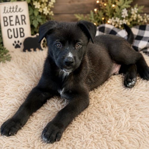 SHADOW - Labrador Retriever available for adoption