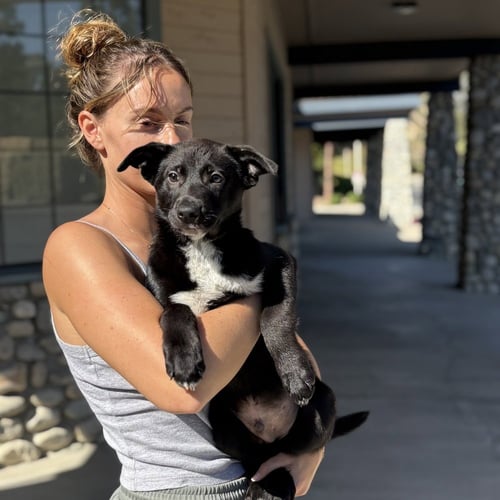 ARTIE - Border Collie / Labrador Retriever available for adoption