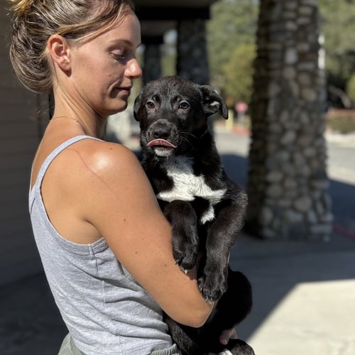 ARTIE - Border Collie / Labrador Retriever available for adoption