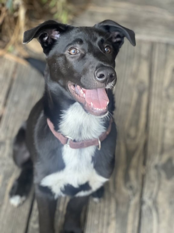 bodie Image